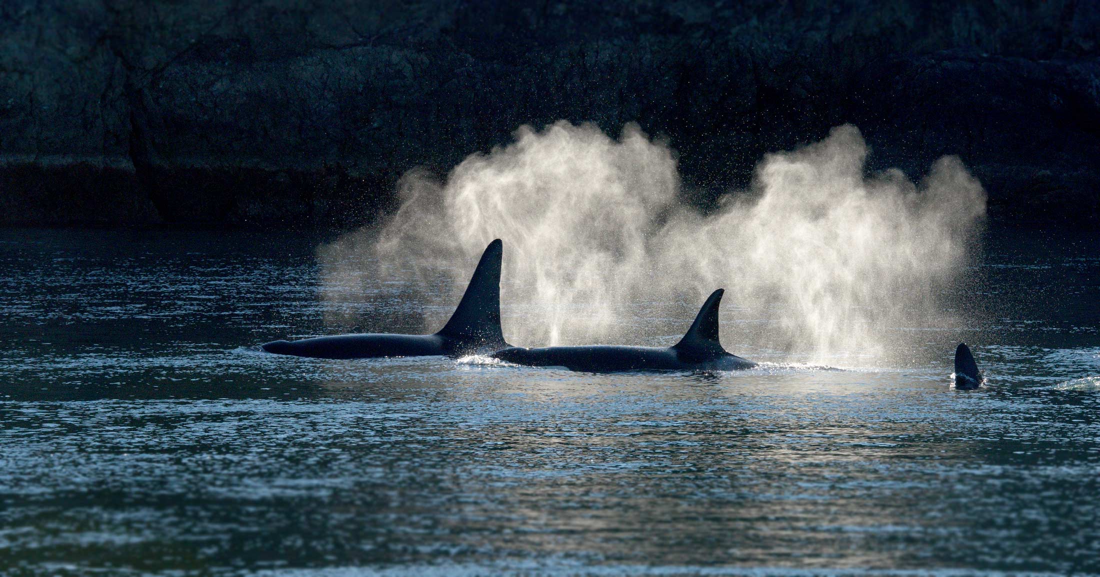 Endangered Southern Resident killer whales breathe on the surface.