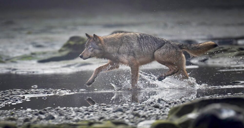 A wolf fishes in an intertidal pool.
