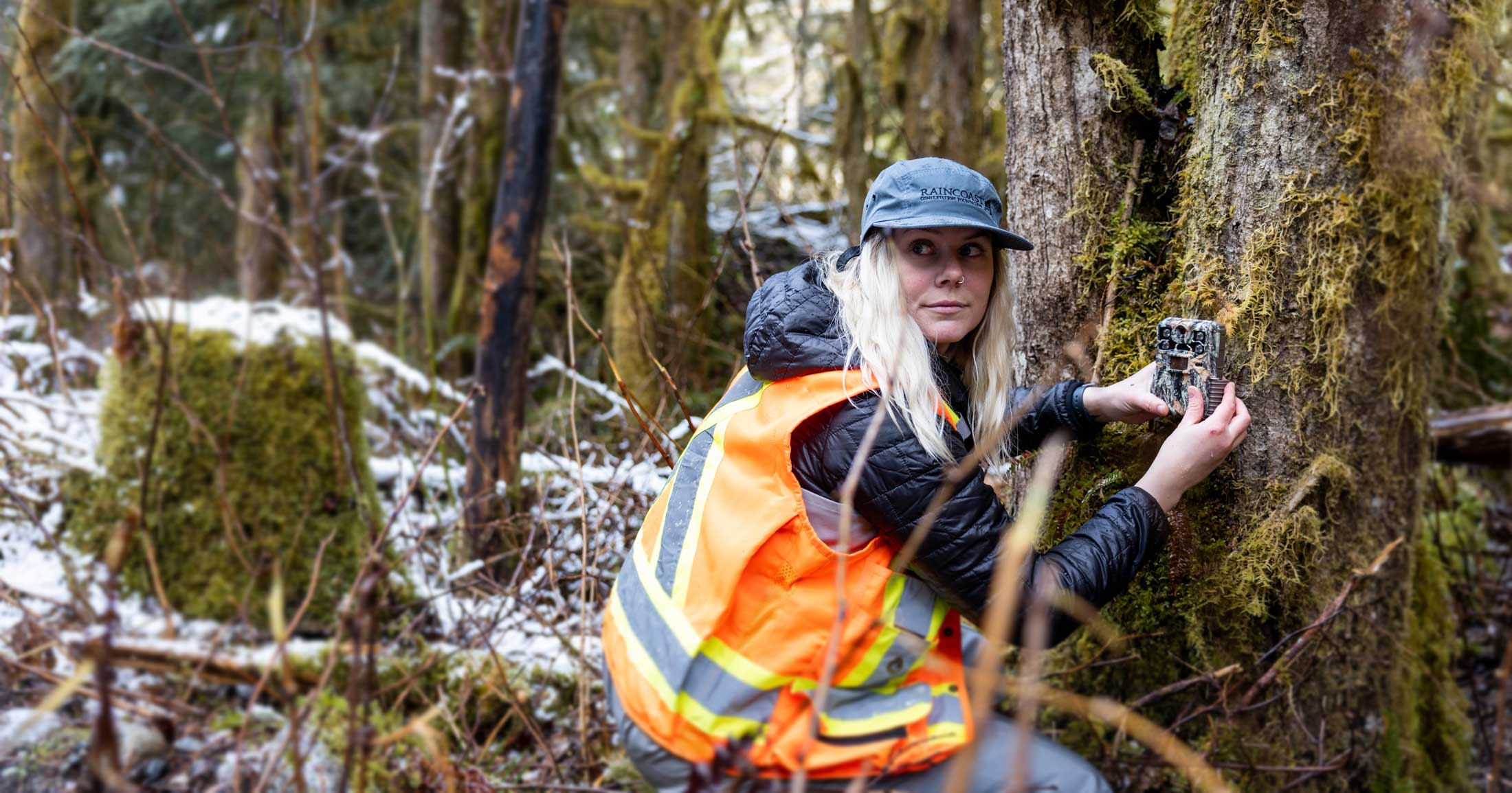 Chelsea Greer kneels in the snowy forest, wearing a high vis vest and a rain coast hat, working on a camera trap for her research.
