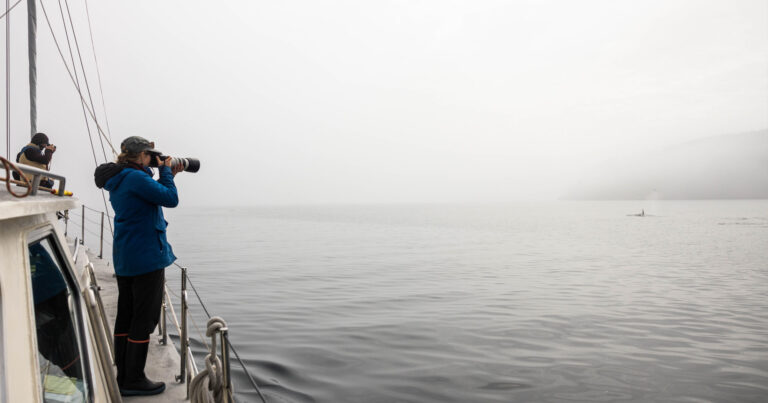 Members of the Cetacean Conservation Program stand on Achiever and take photos of a killer whale.