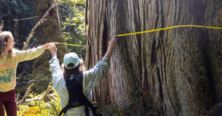 Shauna Doll and Brooke Gerle put a measuring tape around a giant tree in the rainforest, surrounded by ferns.