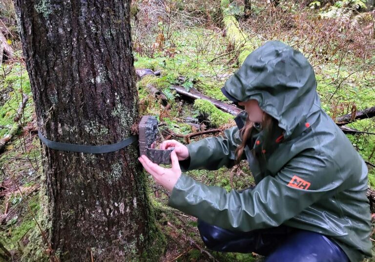 Chavon servicing a wildlife camera in the rain.