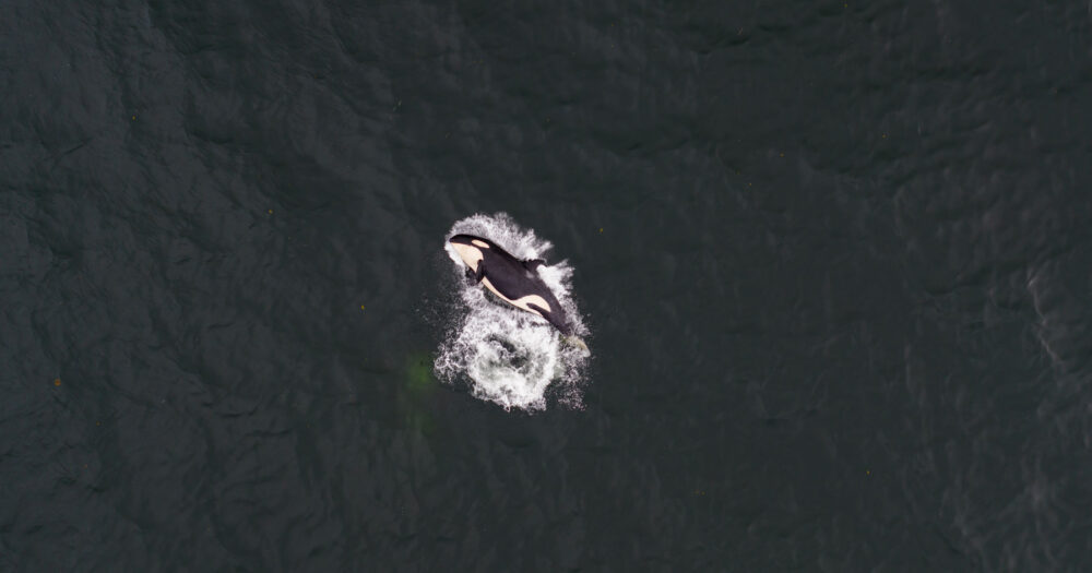 A killer whale splashes down on their side in the expanse of the dark green article.