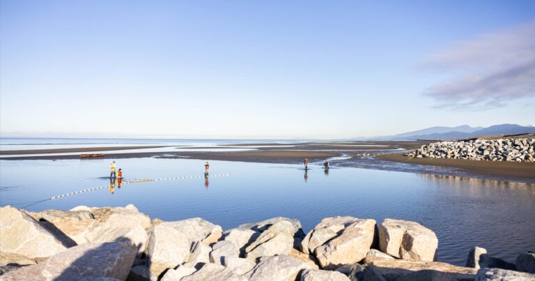 The Raincoast Fraser River Estuary team stands out in the water during low tide, measuring salmon flow.