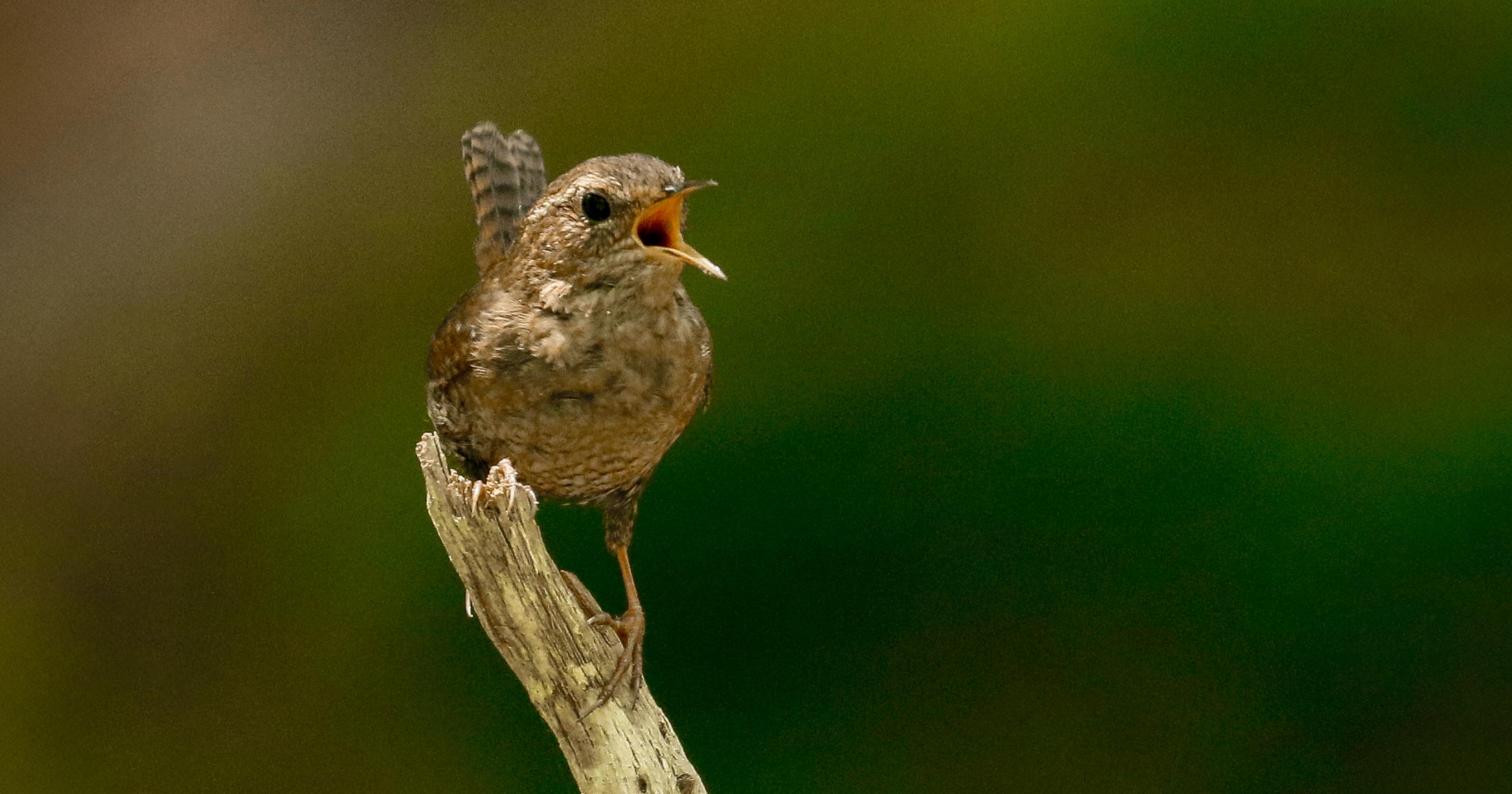 A close up of a Pacific Wren (Troglodytes pacificus) sits on a small broken branch, with their mouth open in a song, with tiny light and dark brown feathers and an orange mouth.