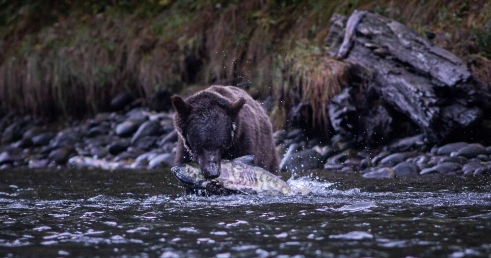 A Grizzly bear stands in the river with a giant salmon in their mouth and paws, water spalshing all about with grass and rocks in the background.