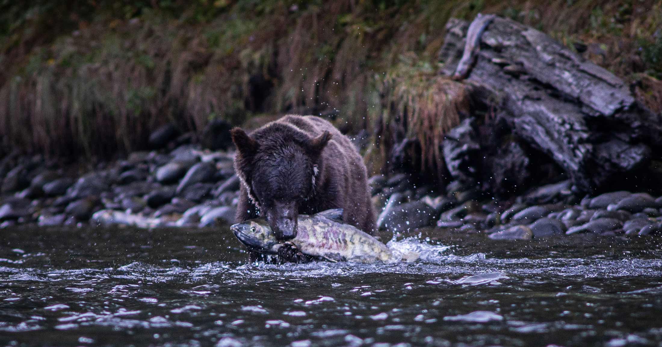 A Grizzly bear stands in the river with a giant salmon in their mouth and paws, water spalshing all about with grass and rocks in the background.