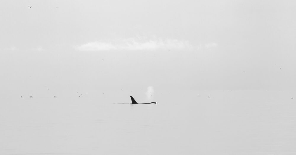 A single killer whale is seen at a distance in a grey light scene, where water and sky almost blend, but the dark black of the killer whale makes the scene look magic; we can see the whale's breath.