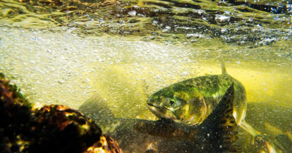 A bunch of salmon underwater amidst a froth of bubbles and churning water, in bright yellow light.