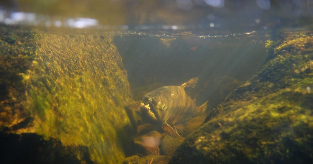 Through the hazy orange and yellow light of an underwater river scence, a salmon emerges, looking a little haggard, mouth open.