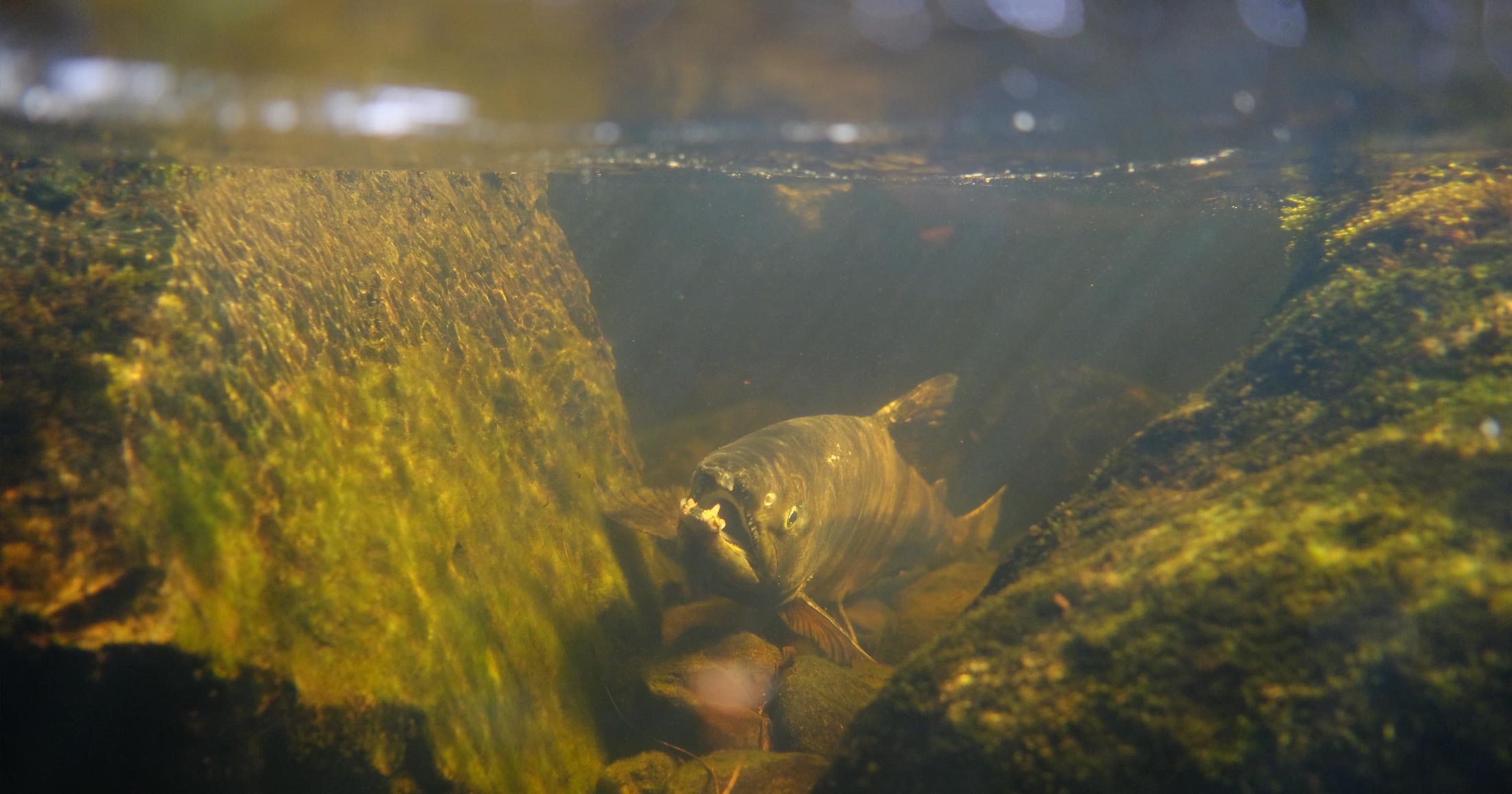 Through the hazy orange and yellow light of an underwater river scence, a salmon emerges, looking a little haggard, mouth open.