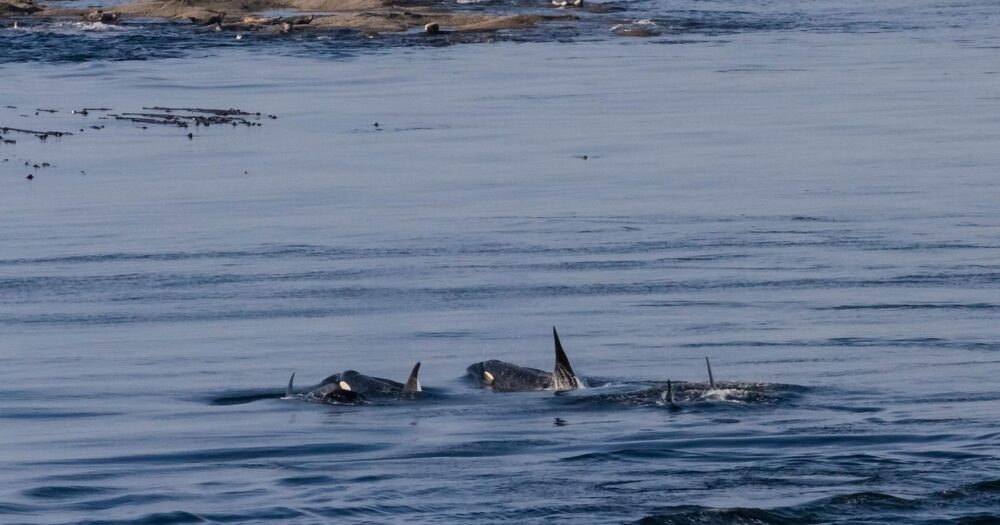 Southern Resident killer whales swim close to shore in a pod.