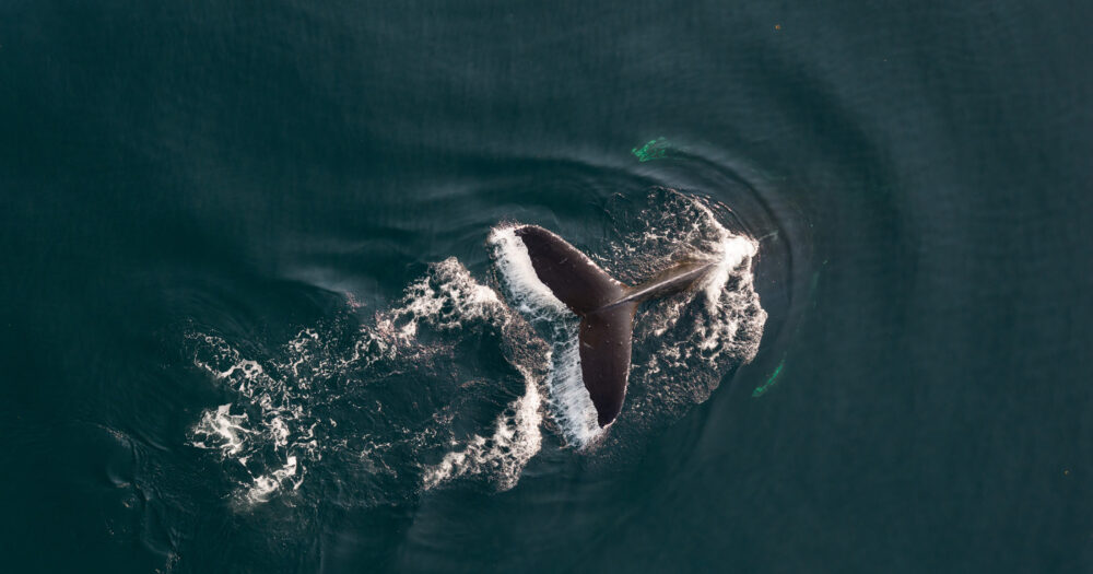 A whale dives down into the water, as seen from above, with their tail lifting out and the water drips down, surrounded by deep green.