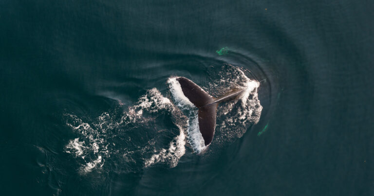 A whale dives down into the water, as seen from above, with their tail lifting out and the water drips down, surrounded by deep green.
