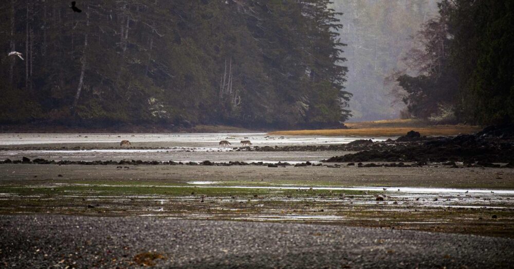 Wolves walk out onto a muddy flat during a low tide, on the central coast, surrounded by giant forests and some eagles or hawks flap in the foreground.