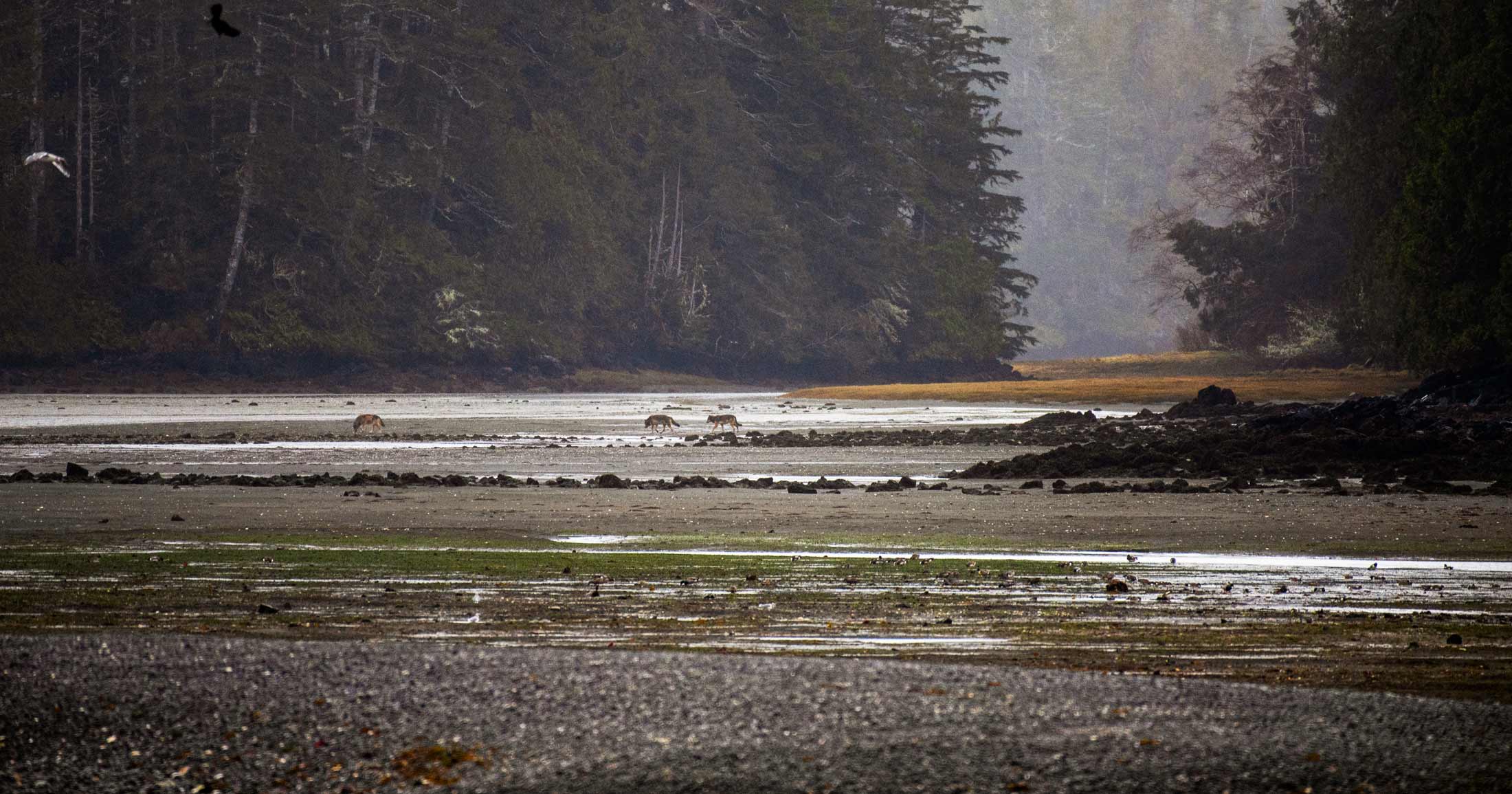 Wolves walk out onto a muddy flat during a low tide, on the central coast, surrounded by giant forests and some eagles or hawks flap in the foreground.