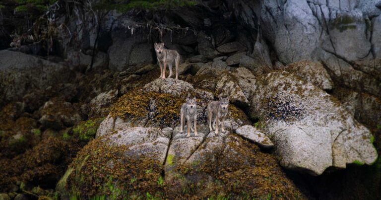 Three wolves stand in the intertidal zone, on rocks covered in seaweed and kelp, looking out onto the water.
