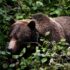 A grizzly bear is seen through vegetation.