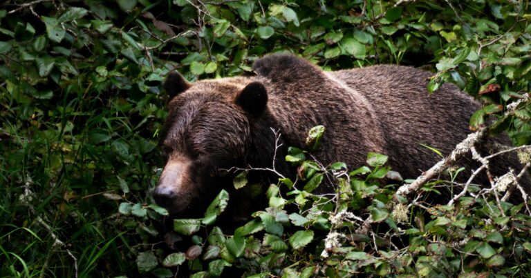 A grizzly bear is seen through vegetation.