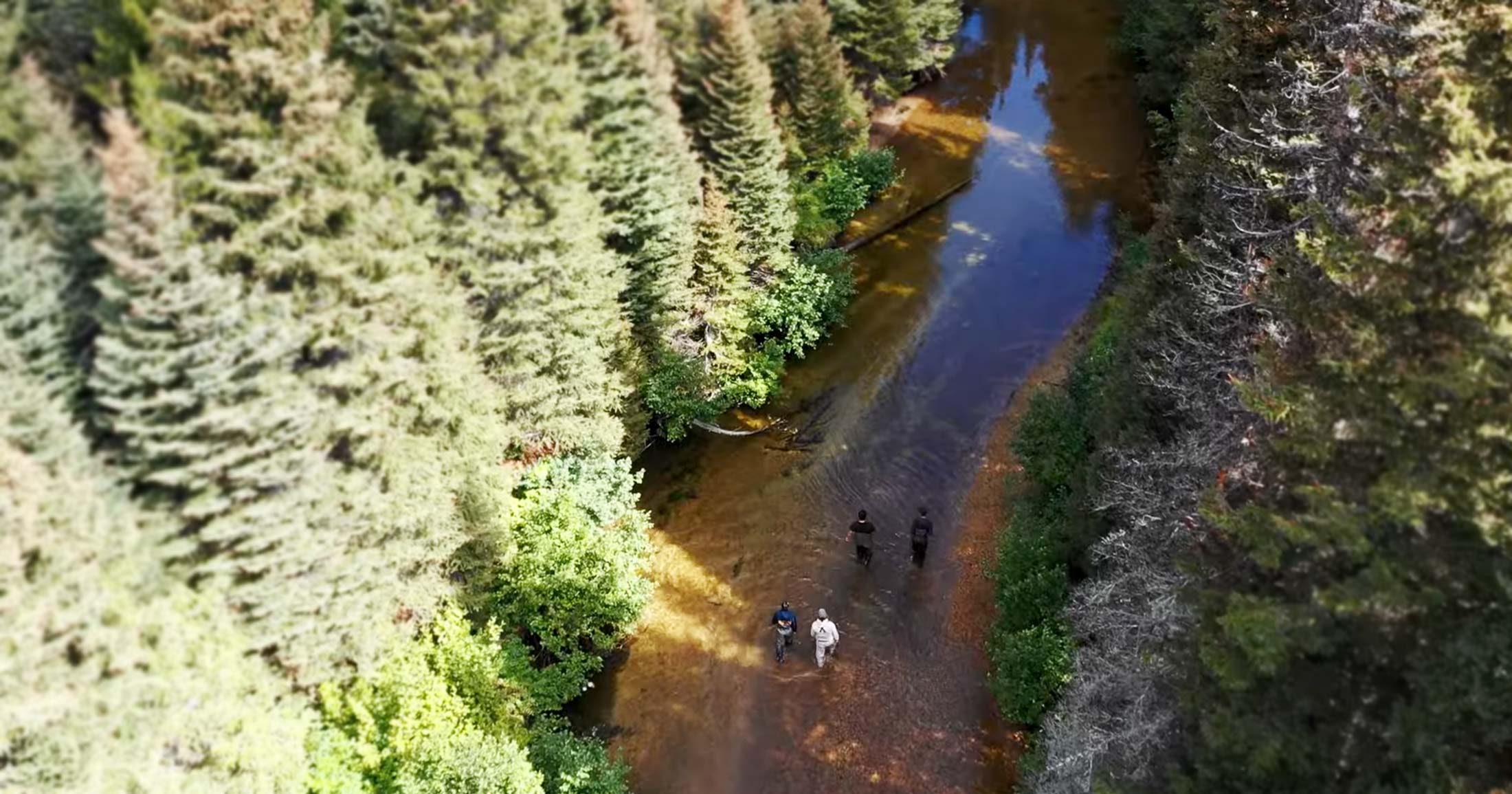 Aerial view of four researchers walking through the waters of the Coldwater River.