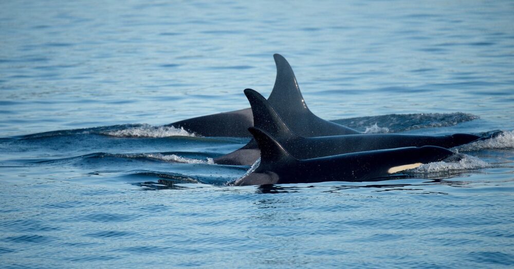 Three Southern Resident killer whales surface together gliding quickly through the blue water.
