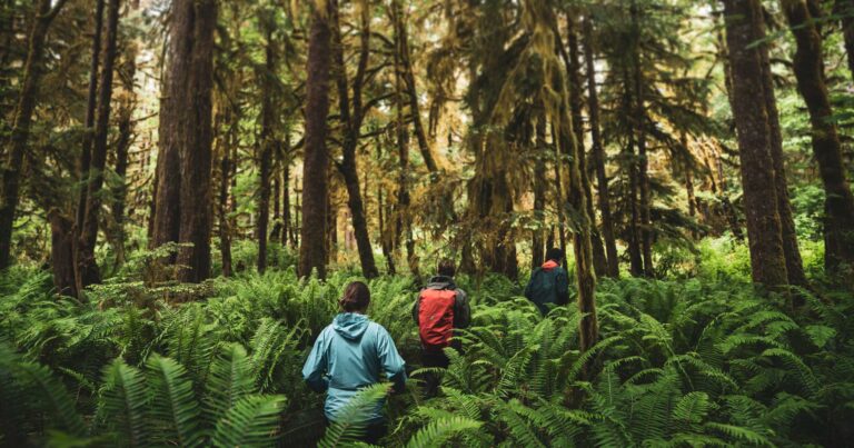 Researchers walk through a beautiful fern filled forest with giant trees.