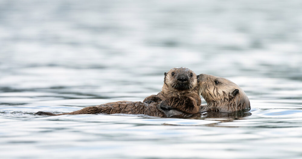 A sea otter floats on their back holding a baby on their tummy and licks or nuzzles them with their mouth.