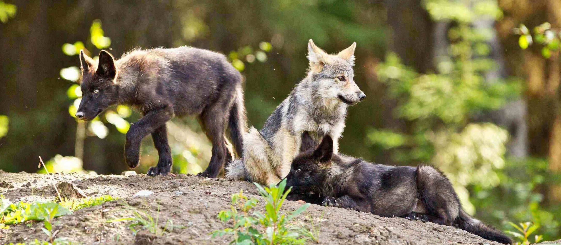 Wolf pups lie and sit on the ground together in the foreground in the light of the forest.