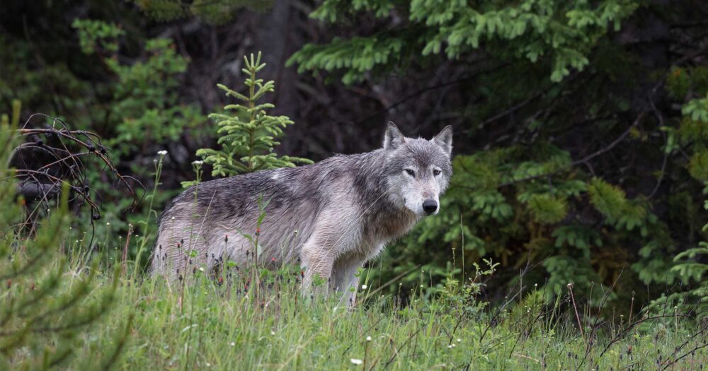 A grey and white wolf stands on the tree line looking out over the grass and meadow flowers.