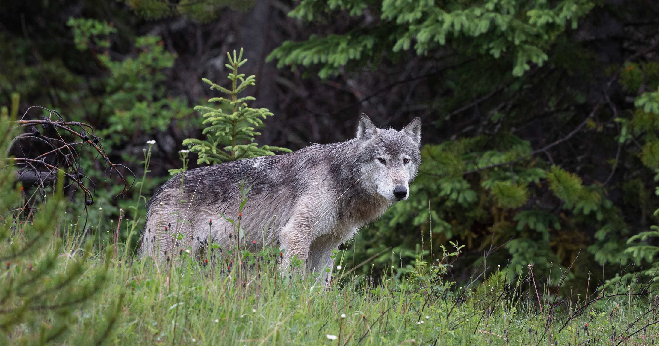 A grey and white wolf stands on the tree line looking out over the grass and meadow flowers.