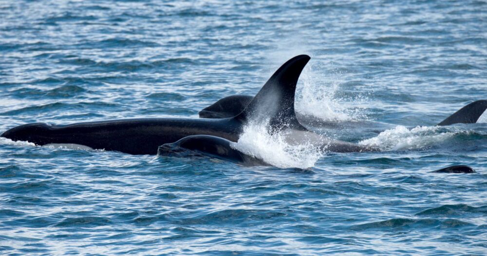 Several Southern Resident killer whales surface together gliding quickly through the blue water.