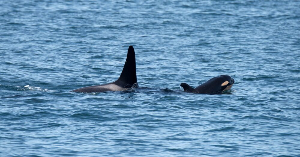 A Southern Resident killer whale and a young one breath on the surface of the Salish Sea.