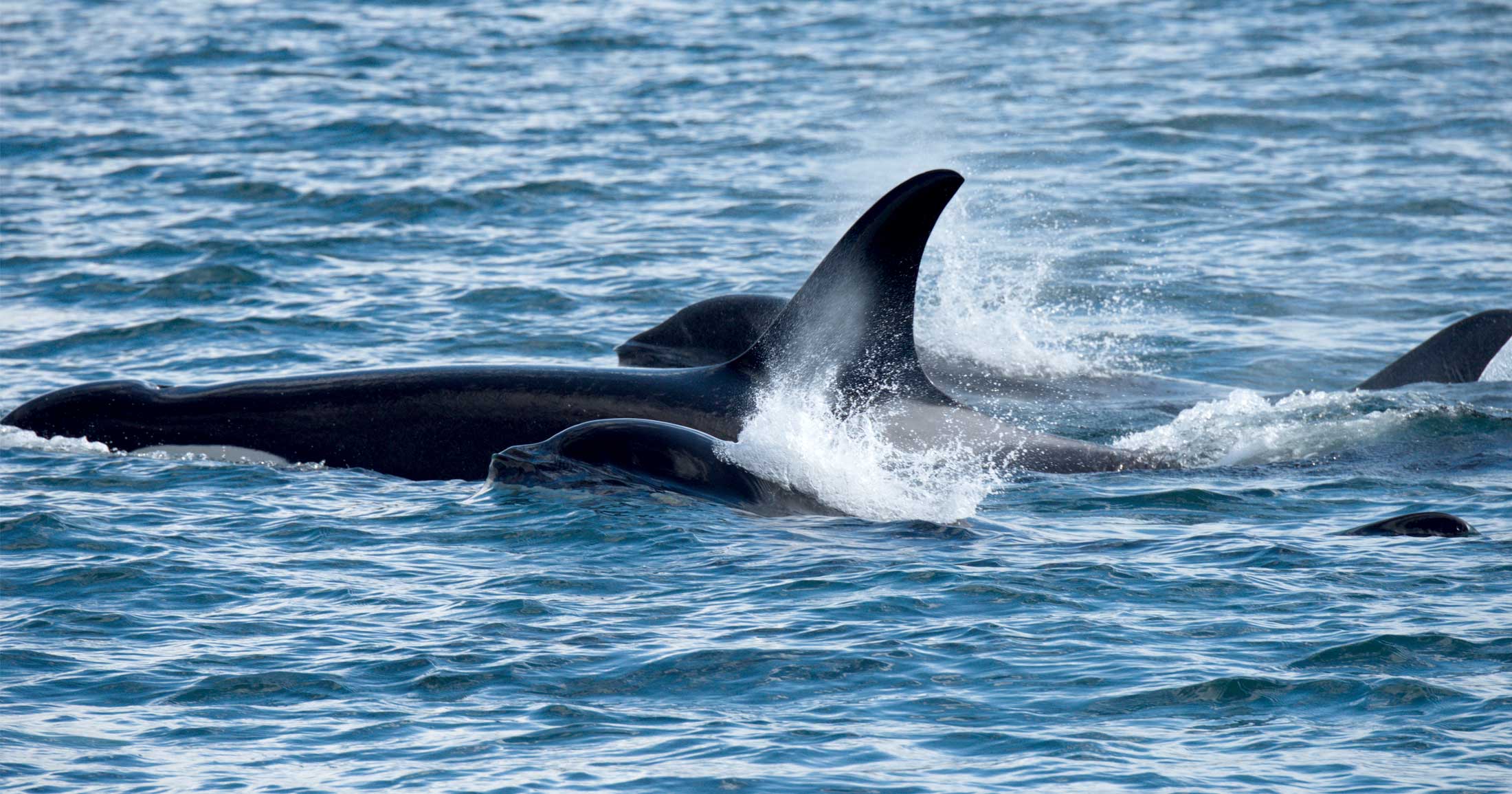 Several Southern Resident killer whales surface together gliding quickly through the blue water.