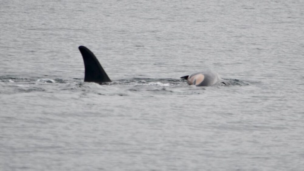 The dorsal fin of the killer whale known as J35, or Tahlequah, is seen above the ocean surface as she pushes her dead newborn calf, J61, with her nose.