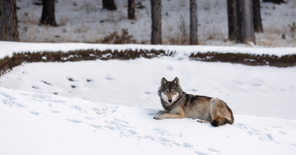 A wolf lies down on a gentle slope in the snow and looks out over the low area.