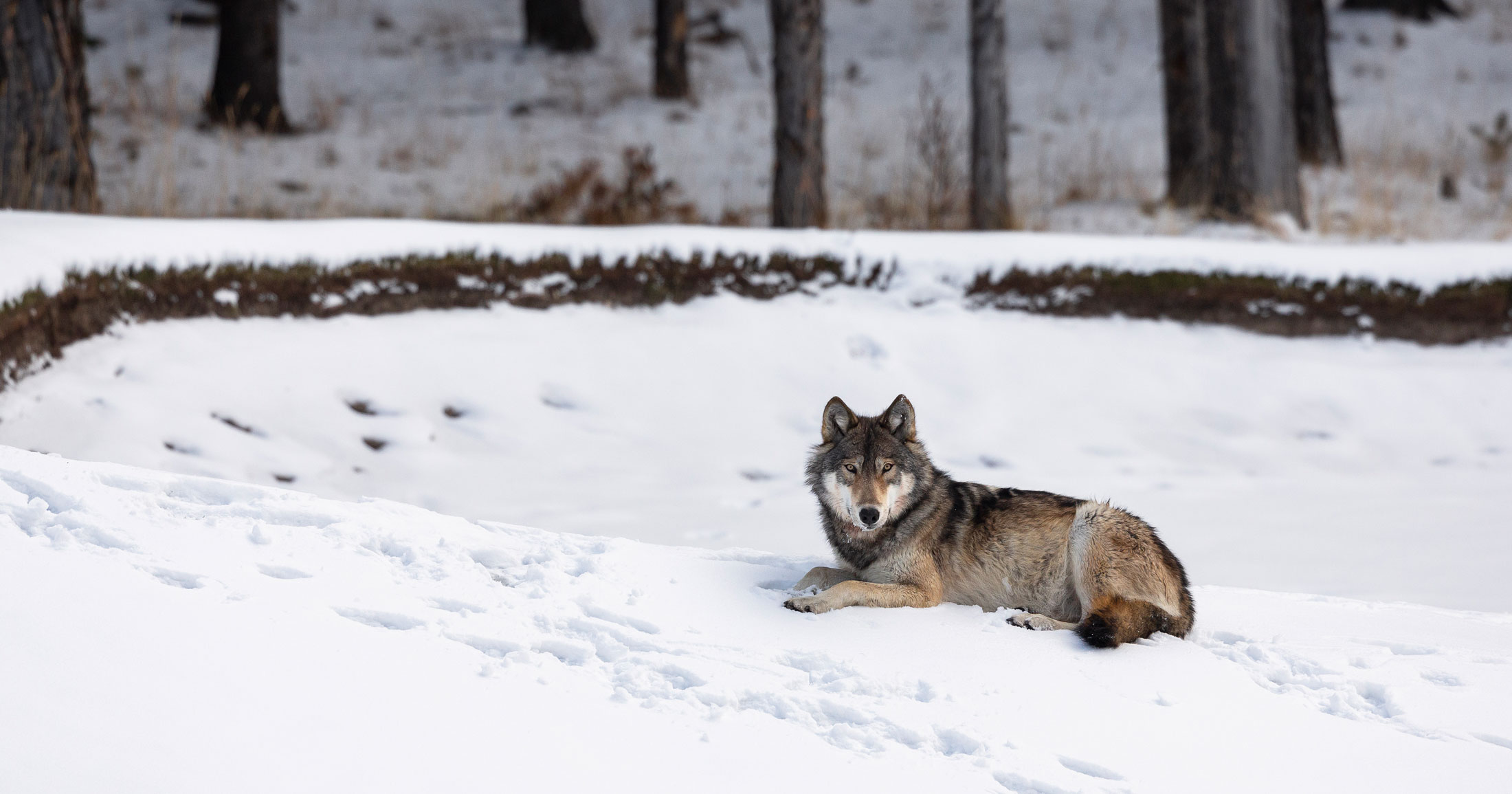 A wolf lies down on a gentle slope in the snow and looks out over the low area.