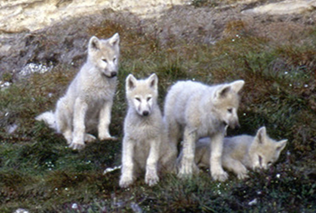 Sibling wolf pups in a family group on Ellesmere Island.