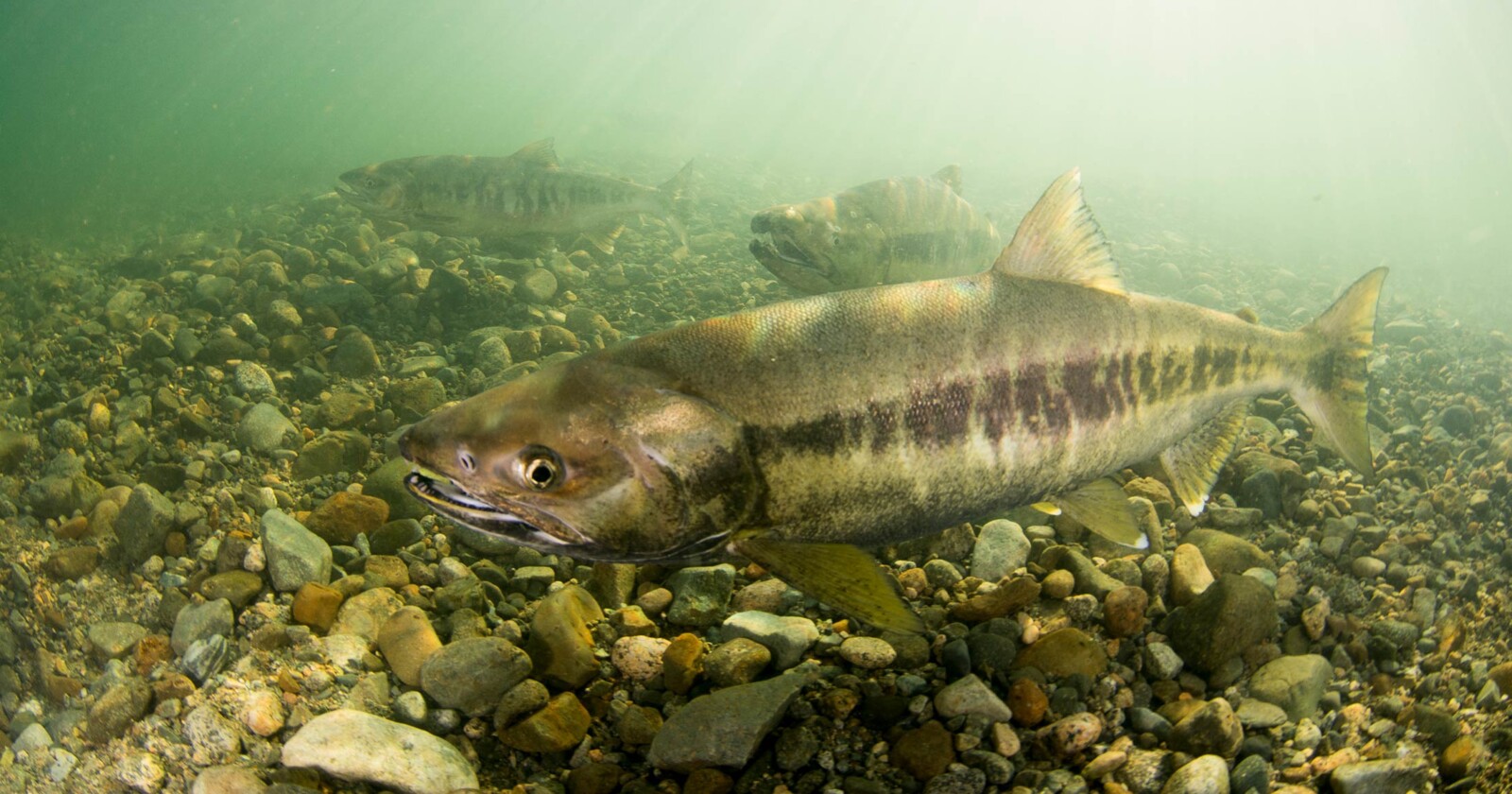 Chum salmon swim along the bottom of the river floor.