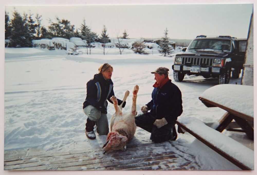 Gudrun, circa 2004, talking to the trapper who had trapped the collared Riding Mountain National Park wolf "Willow" (as named by local children) in a coyote trap.