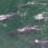 Aerial shot of 5 humpback whales swimming near the surface.