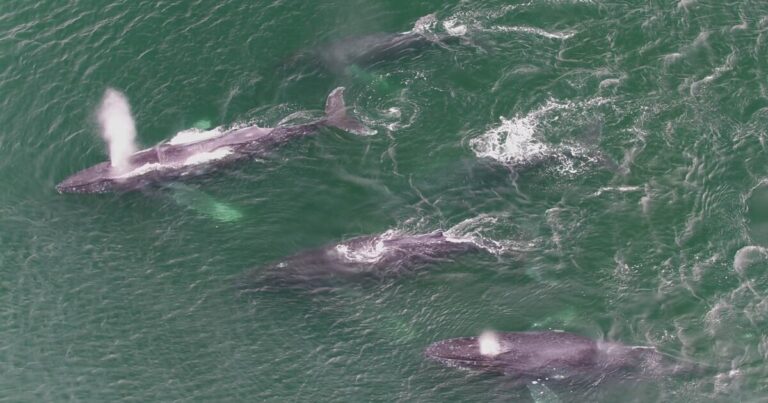 Aerial shot of 5 humpback whales swimming near the surface.