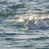 Belugas surface watchfully, together, in an inlet on a beautiful sunny day with light dancing on the water.
