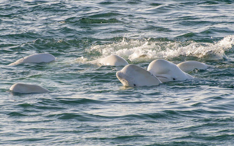 Belugas surface watchfully, together, in an inlet on a beautiful sunny day with light dancing on the water.