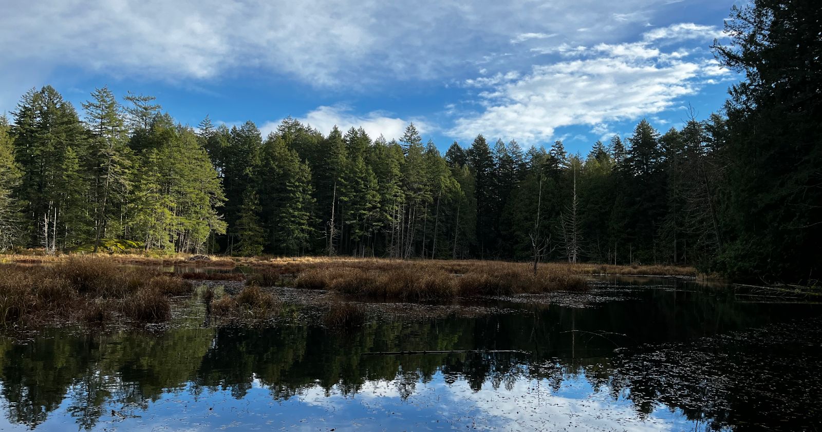 A photo of trees reflected in calm water with a party cloudy sky in the background.