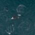 Northern Resident killer whale A55 is captured from above, curiously lying on his side displaying a unique behaviour, surrounded by white-sided dolphins.