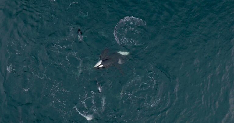 Northern Resident killer whale A55 is captured from above, curiously lying on his side displaying a unique behaviour, surrounded by white-sided dolphins.