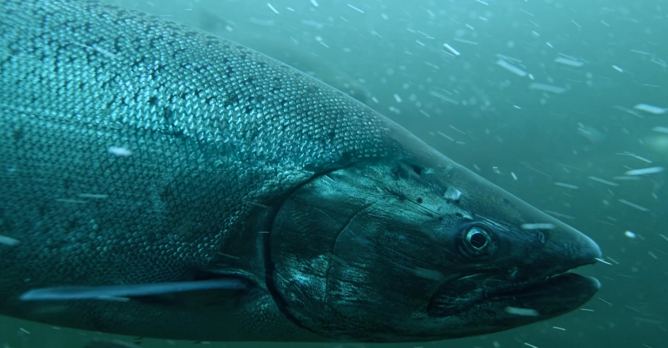 A stunning underwater closeup of a Chinook salmon, with a blue haze of light all around.