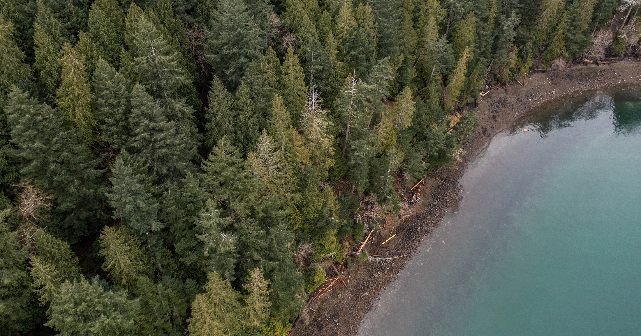 An aerial shot of Kingfisher forest, showing tall Douglas Fir trees touching a blue shoreline.