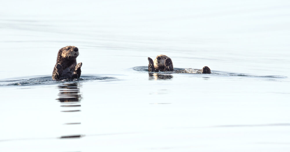 Two sea otters float on calm blue grey water, both with paws raised as if they're clapping.