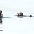 Two sea otters float on calm blue grey water, both with paws raised as if they're clapping.